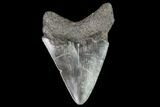 Juvenile Megalodon Tooth - Georgia #111609-1